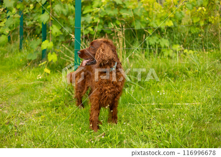 Beautiful Irish setter resting in the garden during summer. Brown dog breed Irish setter with his tongue hanging out outdoors in the park. Full body Beautiful Irish setter resting in the garden during summer. Brown dog breed Irish setter with his tongue hanging out outdoors in the park. Full body 116996678