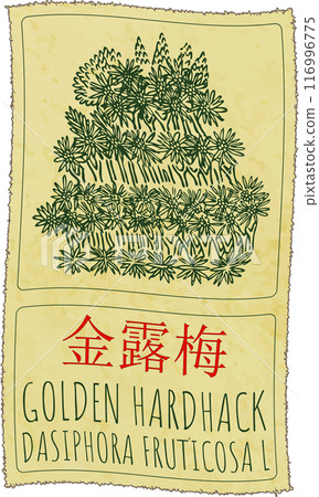 Vector drawing GOLDEN HARDHACK in Chinese. Hand drawn illustration. Latin name is DASIPHORA FRUTICOSA L Vector drawing GOLDEN HARDHACK in Chinese. Hand drawn illustration. Latin name is DASIPHORA FRUTICOSA L 116996775