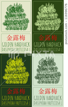 Set of vector drawing GOLDEN HARDHACK in Chinese in various colors. Hand drawn illustration. Latin name is DASIPHORA FRUTICOSA L. Set of vector drawing GOLDEN HARDHACK in Chinese in various colors. Hand drawn illustration. Latin name is DASIPHORA FRUTICOSA L. 116996776