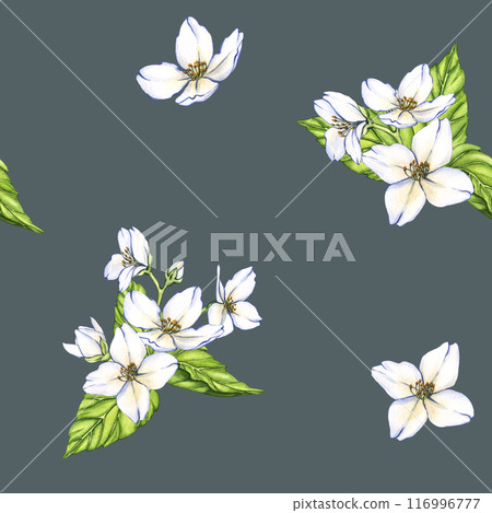 Watercolor seamless pattern of flowers and branches Jasmine isolated on a blue background. Floral illustration for design greeting cards, wedding invitations, natural cosmetics, packaging and tea Watercolor seamless pattern of flowers and branches Jasmine isolated on a blue background. Floral illustration for design greeting cards, wedding invitations, natural cosmetics, packaging and tea 116996777