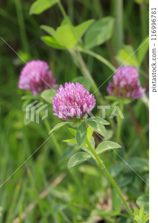 佛沼裡盛開的紫色三葉草 116996781