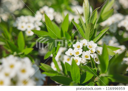 Flowering Spirea. Close up of white flowers of Spiraea betulifolia, also called meadowsweets. Natural background with blooming steeplebushes. Flowering Spirea. Close up of white flowers of Spiraea betulifolia, also called meadowsweets. Natural background with blooming steeplebushes. 116996959