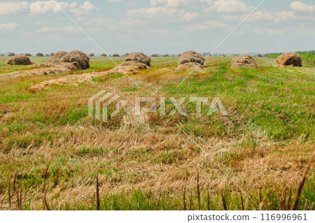 Hay collected in stacks on the field. Rural landscape in good weather. Countryside at summer or early autumn. 116996961