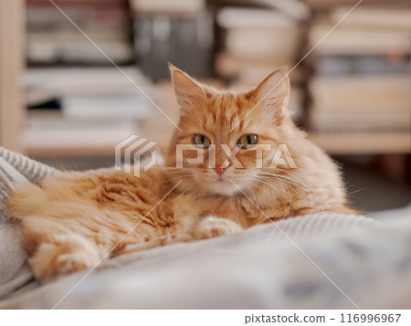 Ginger cat sleeps on pile of textile duvets. Fluffy pet has a rest in bed. Cute domestic animal lies on blankets with comfort. Book shelves on background. Ginger cat sleeps on pile of textile duvets. Fluffy pet has a rest in bed. Cute domestic animal lies on blankets with comfort. Book shelves on background. 116996967