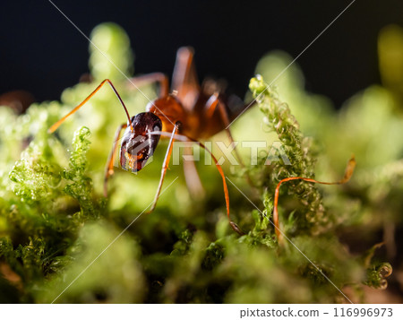 Macro photo of ant on green moss. Close up portrait of insect on dark background. 116996973