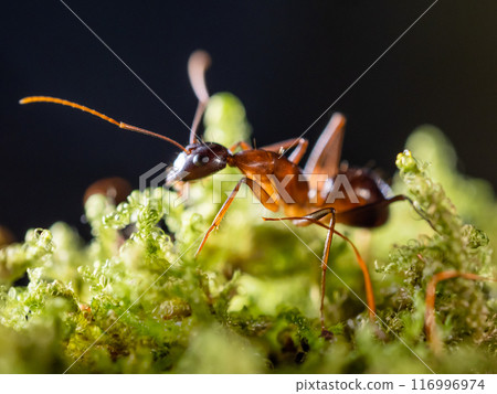 Macro photo of ant on green moss. Close up portrait of insect on dark background. Macro photo of ant on green moss. Close up portrait of insect on dark background. 116996974