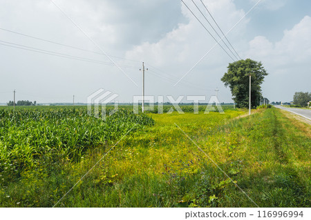 Countryside road and power lines near agricultural field with growing corn. Rural landscape with cereal plants. Electricity pillars on meadow. Countryside road and power lines near agricultural field with growing corn. Rural landscape with cereal plants. Electricity pillars on meadow. 116996994