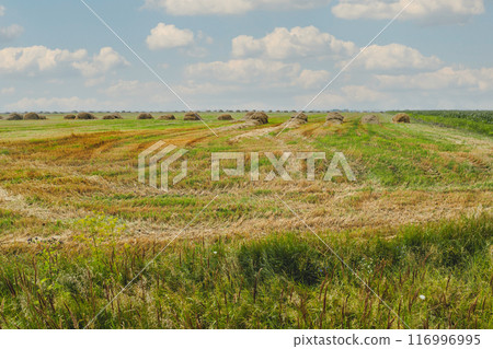 Hay collected in stacks on the field. Rural landscape in good weather. Countryside at summer or early autumn. 116996995