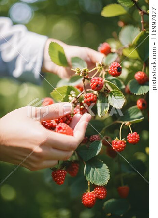Hand Picking Red Berries: A Seasonal Delight 116997027