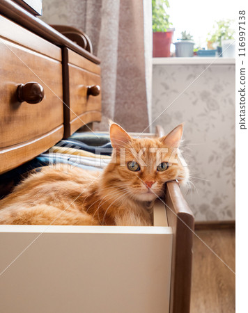 Curious ginger cat is sitting in chest of drawers. Fluffy pet has a rest among folded clothes. Domestic animal in bedroom. 116997138