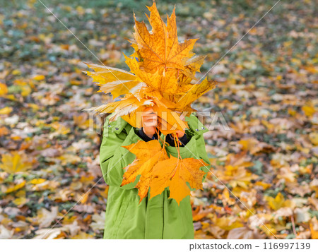 Little boy is hiding behind yellow maple leaves. Autumn fun with fallen leaves in park. Leisure activity outdoors. Autism. Autism spectrum disorder. Little boy is hiding behind yellow maple leaves. Autumn fun with fallen leaves in park. Leisure activity outdoors. Autism. Autism spectrum disorder. 116997139
