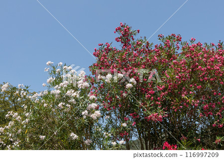Blooming Pink and White Oleander Flowers Blooming Pink and White Oleander Flowers 116997209