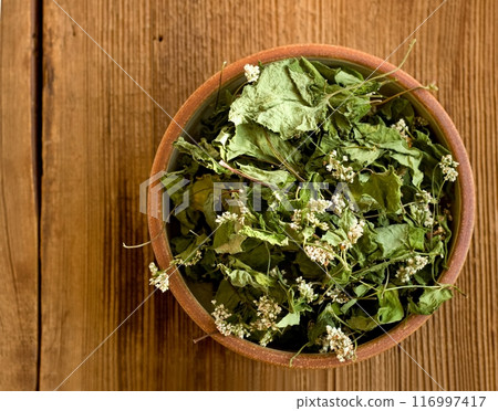 Dried plant of common buckwheat, Fagopyrum esculentum in a bowl on the wood table. Dried plant of common buckwheat, Fagopyrum esculentum in a bowl on the wood table. 116997417