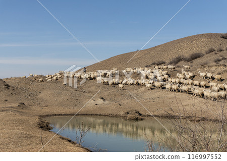 Majestic Flock Majestic Flock 116997552