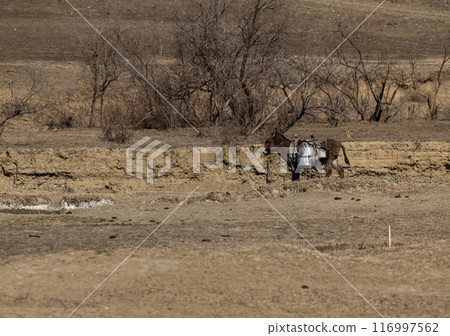 Majestic Donkey Gracefully Stands in Georgia Dirt Majestic Donkey Gracefully Stands in Georgia Dirt 116997562