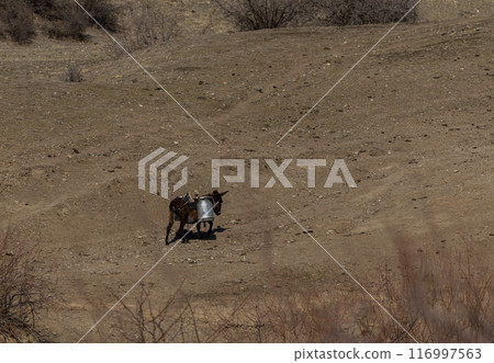 Solitary Donkey Carrying Load on a Rugged Georgian Hillside 116997563