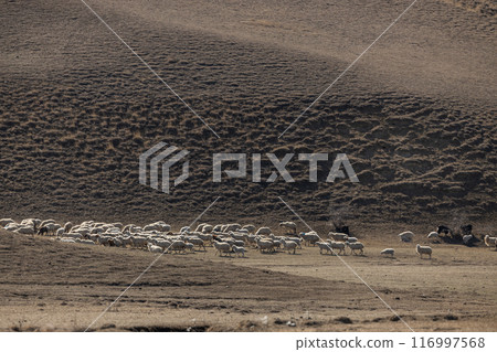 The Dance of the Grazing Sheep The Dance of the Grazing Sheep 116997568