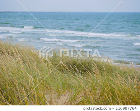 Grass growing on coastal sand dunes in Skagen, Denmark. Plant Ammophila Arenaria on a dune at the background of Baltic sea 116997764