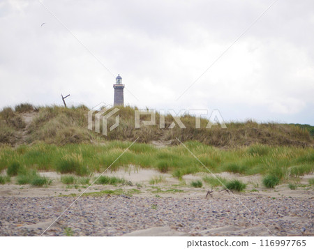 Grass growing on coastal sand dunes in Skagen, Denmark. Plant Ammophila Arenaria on a dune at the background of lighthouse on the beach of Baltic sea 116997765