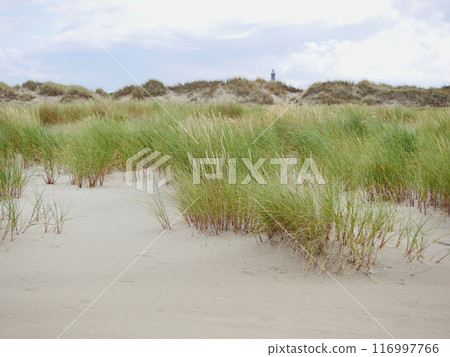Grass growing on coastal sand dunes in Skagen, Denmark. Plant Ammophila Arenaria on a dune near the Baltic and North sea 116997766