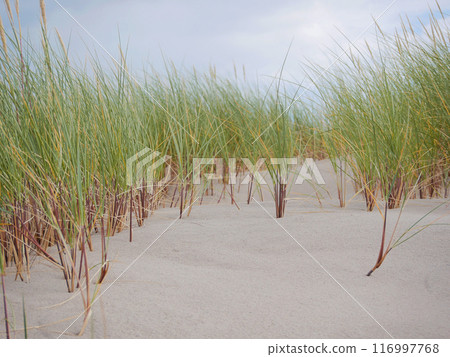 Grass growing on coastal sand dunes in Skagen, Denmark. Plant Ammophila Arenaria on a dune near the Baltic and North sea. Close up photo Grass growing on coastal sand dunes in Skagen, Denmark. Plant Ammophila Arenaria on a dune near the Baltic and North sea. Close up photo 116997768