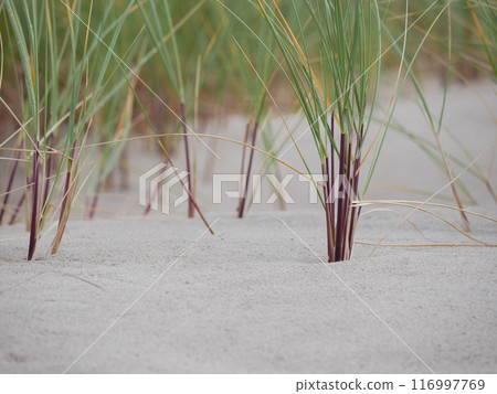 Grass growing on coastal sand dunes in Skagen, Denmark. Plant Ammophila Arenaria on a dune near the Baltic and North sea. Close up photo Grass growing on coastal sand dunes in Skagen, Denmark. Plant Ammophila Arenaria on a dune near the Baltic and North sea. Close up photo 116997769