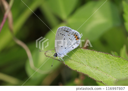 A swallowtail butterfly resting on the wild grass of Hotoke-numa 116997807