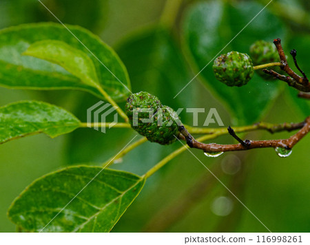 樺木科的榿木球果 樺木科的榿木球果 116998261
