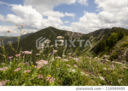 Mountain hiking at Brecherspitze mountain, Bavaria, Germany in summertime 116998400