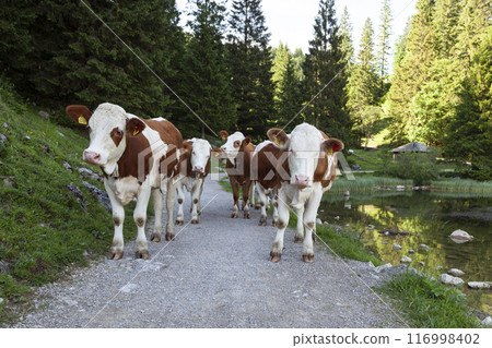 Herd of cows at lake Spitzingsee,  Bavaria, Germany in summertime 116998402