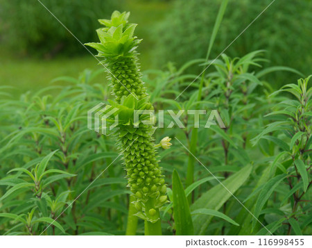 Hyacinthaceae Pineapple Lily Flower Stalk 116998455