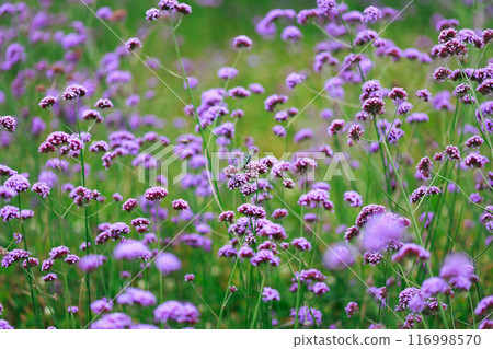 蝴蝶棲息在馬鞭草淡路花路 116998570