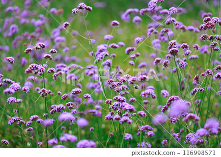 Butterfly resting on verbena, Awaji Flower Gallery Butterfly resting on verbena, Awaji Flower Gallery 116998571