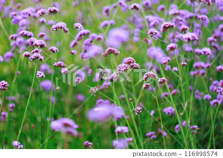 蝴蝶棲息在馬鞭草淡路花路 116998574