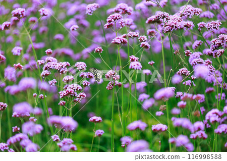 Butterfly resting on verbena, Awaji Flower Gallery Butterfly resting on verbena, Awaji Flower Gallery 116998588