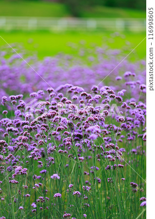 Verbena Awaji flower gallery 116998605