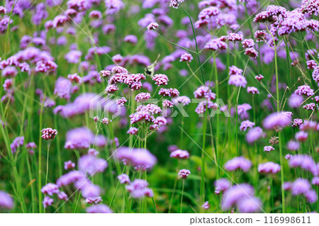 馬鞭草淡路花敷 116998611