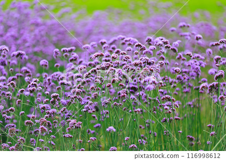 馬鞭草淡路花敷 116998612