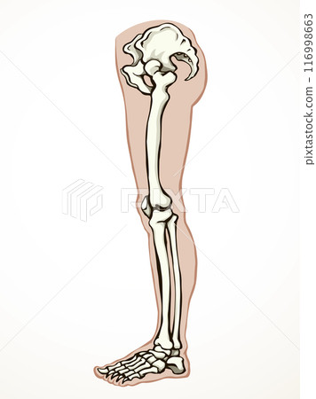 Vector drawing. Bones of the leg 116998663
