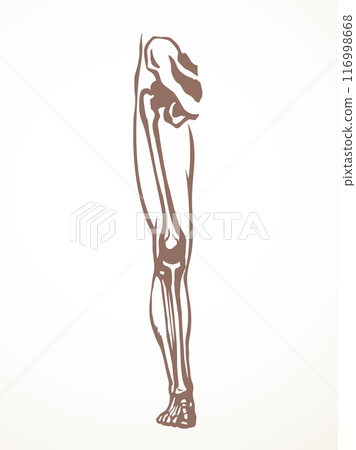 Vector drawing. Bones of the leg 116998668