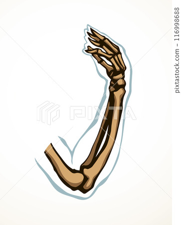 Vector drawing. Bones of the arm and shoulder Vector drawing. Bones of the arm and shoulder 116998688