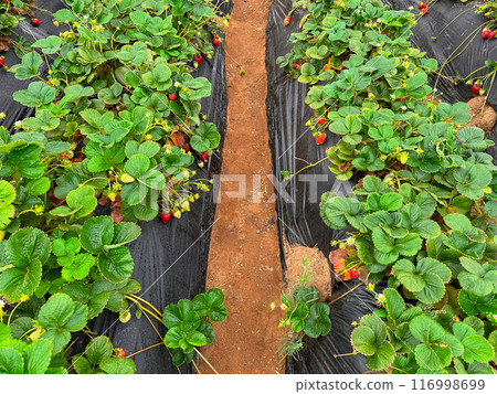 Strawberry picking in strawberry field on fruit farm. Strawberry picking in strawberry field on fruit farm. 116998699