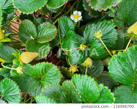 Strawberry picking in strawberry field on fruit farm. Strawberry picking in strawberry field on fruit farm. 116998700