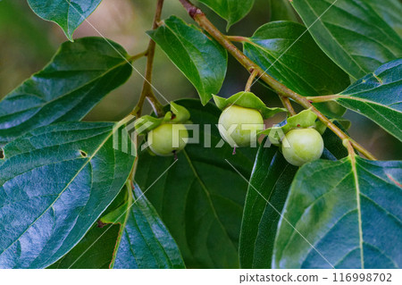 Young fruits of the persimmon tree of the Ebenaceae family Young fruits of the persimmon tree of the Ebenaceae family 116998702