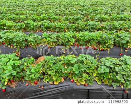 Strawberry picking in strawberry field on fruit farm. Strawberry picking in strawberry field on fruit farm. 116998703