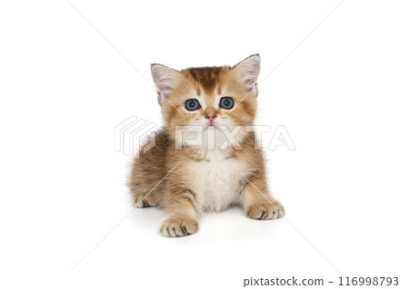 Small red kitten Small red kitten 116998793