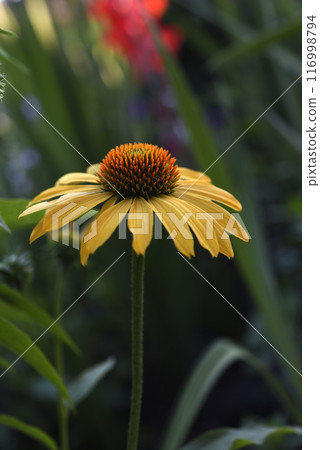 Rudbeckia laciniata. Yellow rudbeckia flowers in a sunny garden. 116998794