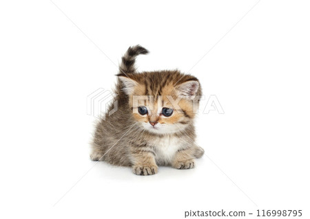 Scottish kitten with short paws 116998795