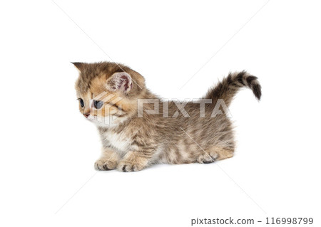 Scottish kitten with short paws, side view. Scottish kitten with short paws, side view. 116998799
