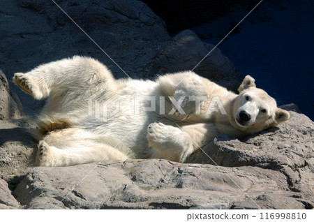 趴在岩石上的北極熊③ 116998810